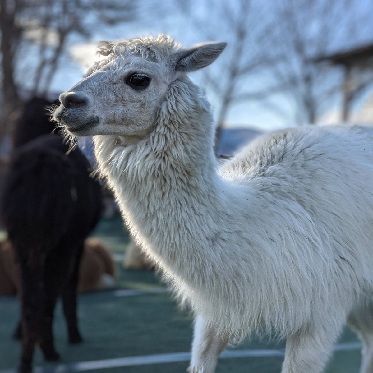 ユキちゃん😍 #八ヶ岳アルパカ牧場 #アルパカ #動物 #かわいい #いやし #長野県 #山梨県 #観光 #富士見 #ふれあい #モフモフ  #alpaca #cute #kawaii #japan, image size:1200x1200