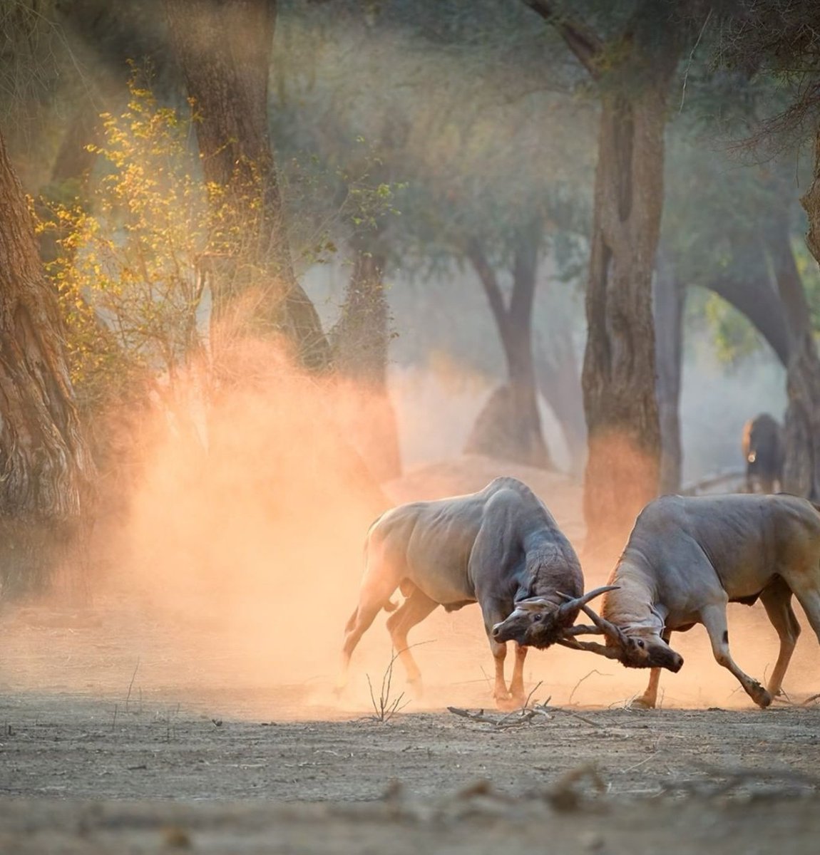 tourismzimbabwe's tweet photo. Even #ZimWildlife knows the worth of fighting for real love!
#monthoflove❤ #february❣ #ManaPools #ZimSafari #VisitZimbabwe #AWorldOfWonders 
Credit: photomecan https://t.co/WlOus6PbKH