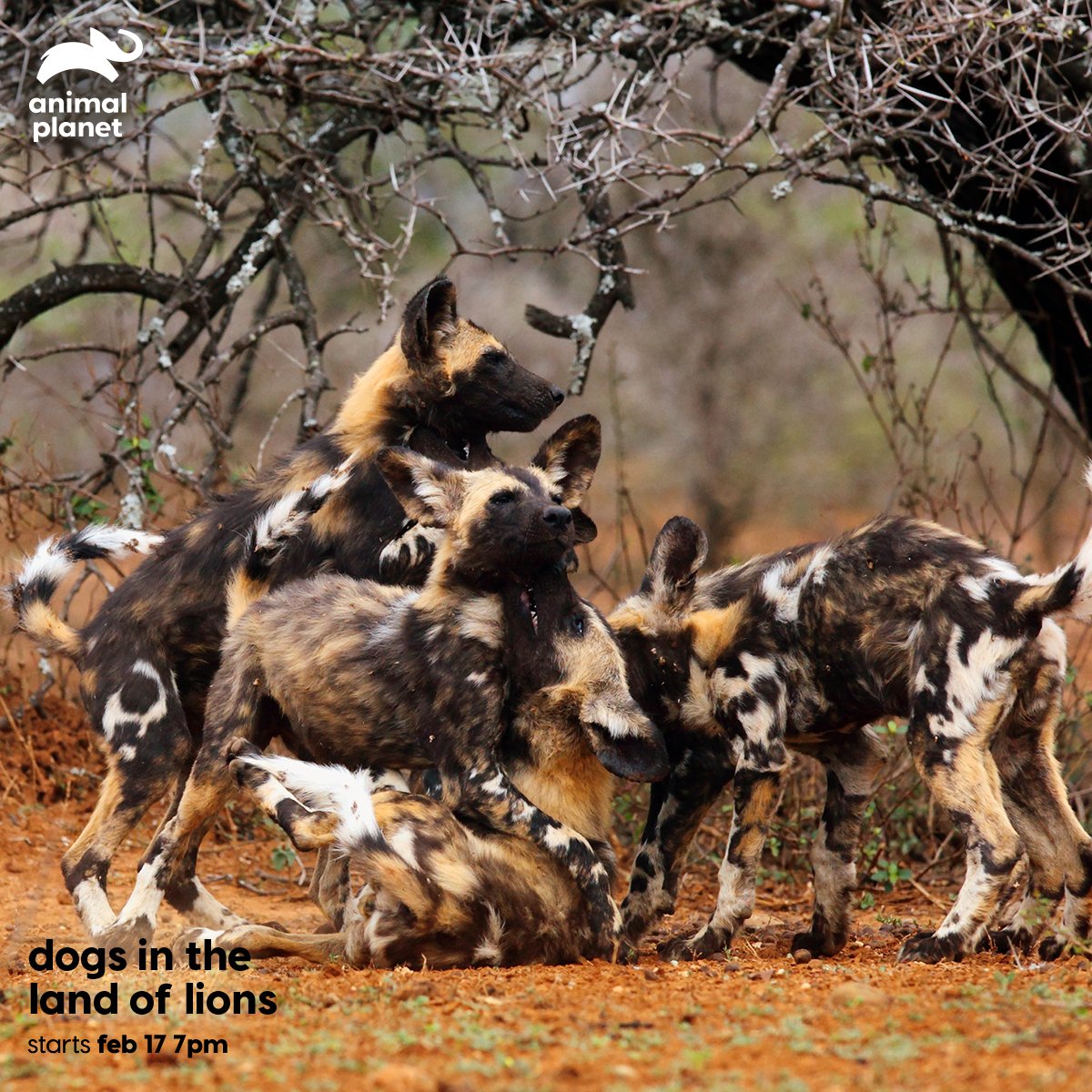 Animal Planet India on Twitter: Animal Planet India on Twitter: