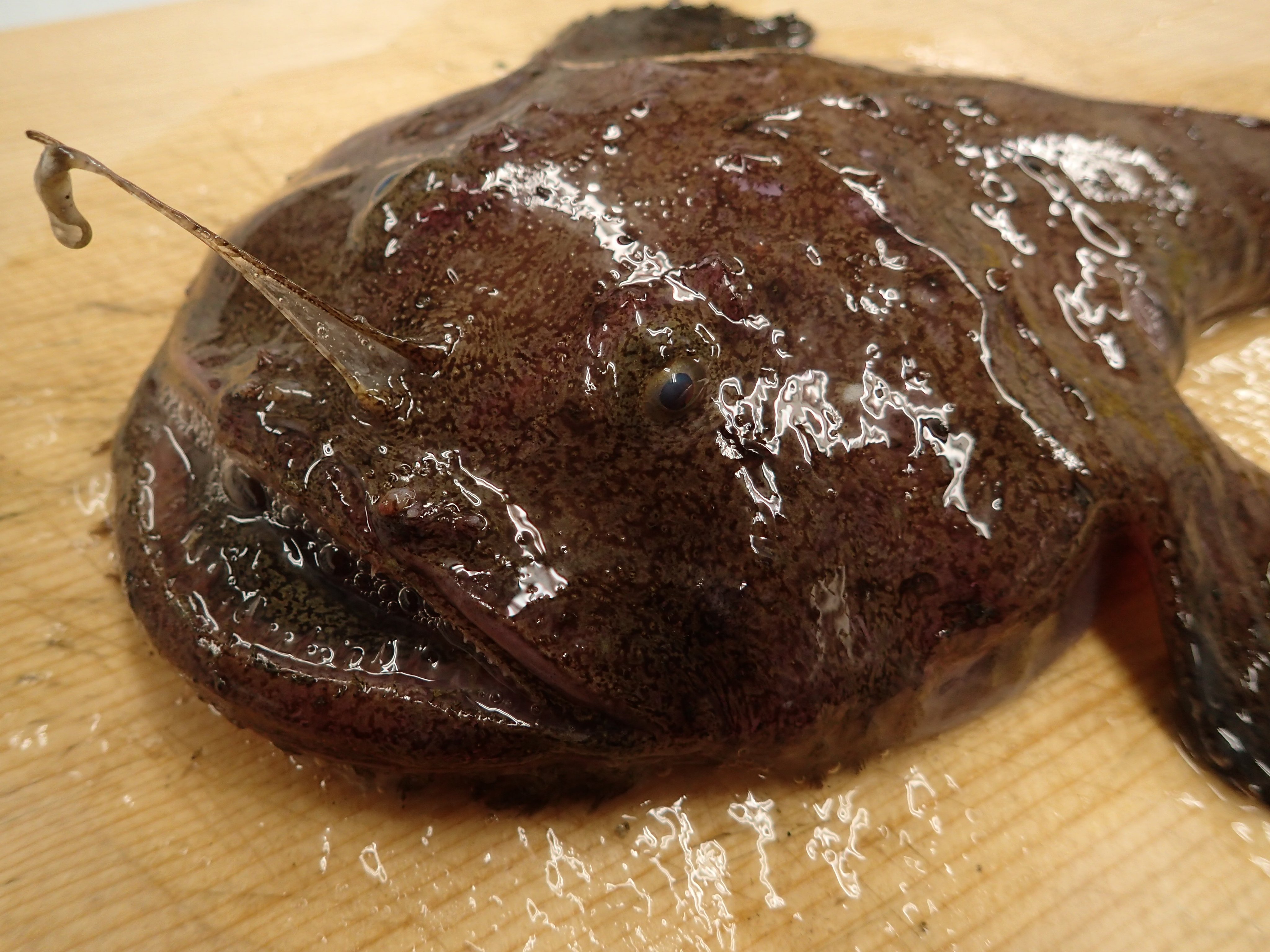 تويتر 茨城県 على تويتر 東のアンコウ 西のフグ と並び称される本県を代表する魚 アンコウ 特徴的な見た目ながらさっぱりとした味わいでコラーゲンたっぷりの白身や脂が乗った肝は絶品 あんこう鍋を食べられる店 宿は T Co Iybsym5aew T Co