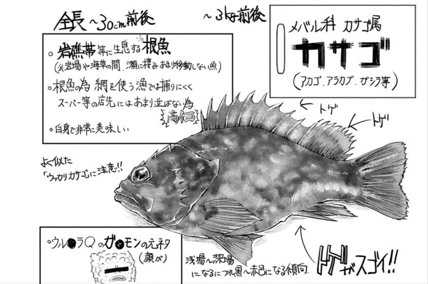 百合文壇バー 在 Twitter 上 百合とは関係ないのですが 匡乃下キヨマサ先生が描く魚のイラストがとても素敵なので魚好きの方もぜひ 生きているかのような光沢 躍動感を感じさせる構図 手書き の解説などなどほとばしる情熱を感じること請け合いです T