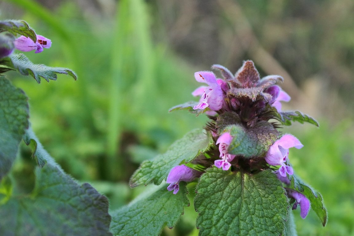 漱石枕流 以前からホトケノザと花がよく似ていると思ったら それもそのはずどちらもシソ科オドリコソウ属でした 野草 野の花 ヒメオドリコソウ 姫踊子草 暦生活写真部
