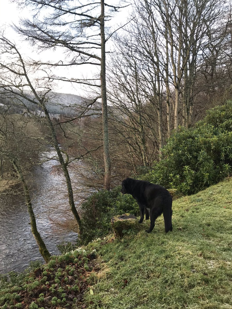 Lyndacakebaker's tweet photo. Morning from chilly π₯Ά #ruralPerthshire #aberfeldy #Montydog #favoritewalk #bestviewever #labcolliecross #seniordogs #Riverlyon #nearlyspringtime https://t.co/d5hzJGKbkH