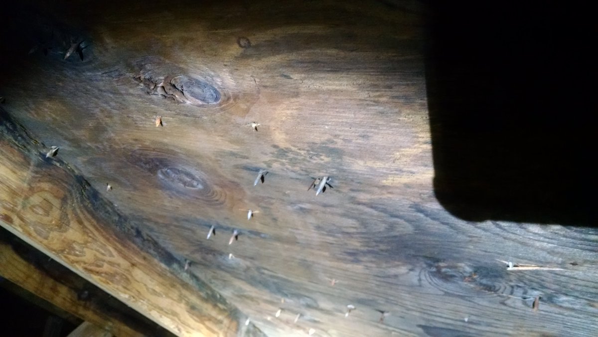 Attic mold can be caused by a leak, too much humidity in the home, poor ventilation.....  mold-answers.com/attic-mold.html