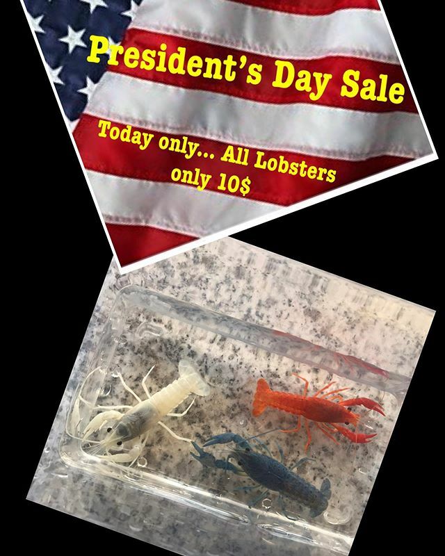TropicalFishMia's tweet photo. Happy Presidents’ Day!!!! $10 dollar cray fish. https://t.co/h6f4qk32eT https://t.co/OpKX4Ul7ln
