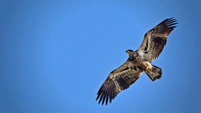 Gorgeous!

Photo By Philip Brown | Unsplash - via @Crowdfire  
#raptors #torontoraptors #wingsuit #americaneagle #fairytail #wildlifephotography #wings #wingspanama #wildlifeuk #flighthelemts