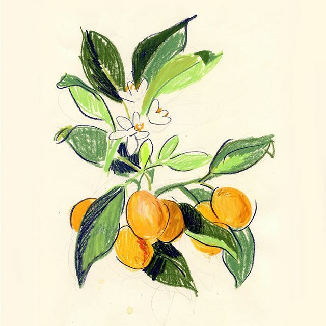 I'm putting together a new series of original artworks based on citrus fruits. Hope they'll bring a little sunny zing on a kitchen wall whatever the weather. Quick sketch here of kumquats to try out a composition