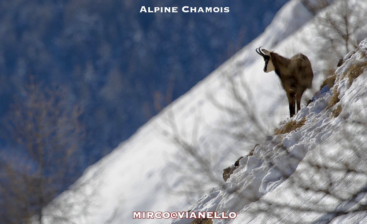 quanuaua's tweet photo. Sono belli da vicino, ma nel contesto un animale selvatico ha più fascino.
#alpinechamois #faunalivigno #camoscioalpino #mountainwild #wildlifephotography .
Scopri di più sul camoscio su:
https://t.co/WFYSncrB9e https://t.co/JBLiPVRtPj