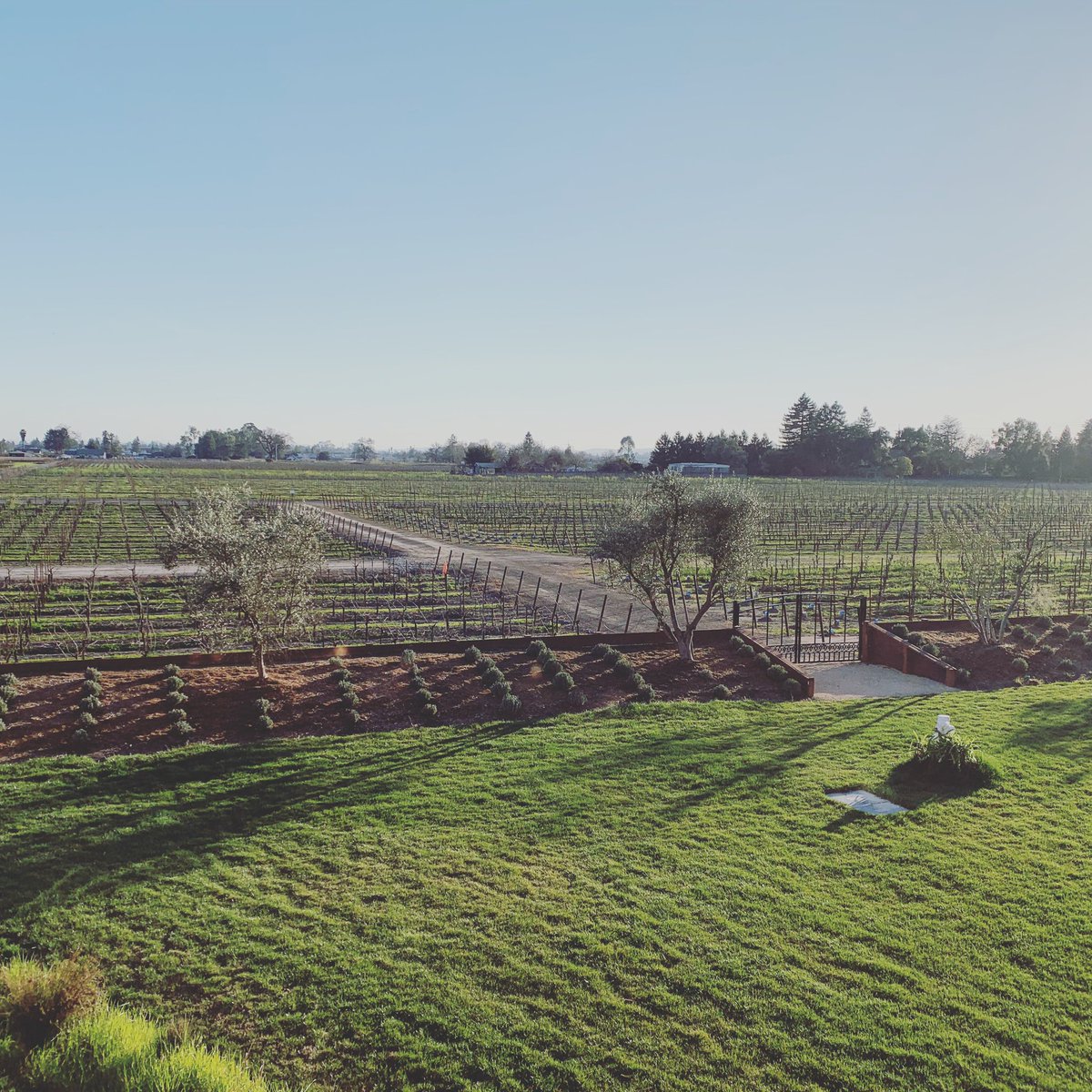 Beautiful vineyard view from my client’s room @vintnersresort over this holiday weekend ✨ #winecountry #sonomacounty #winecountryliving