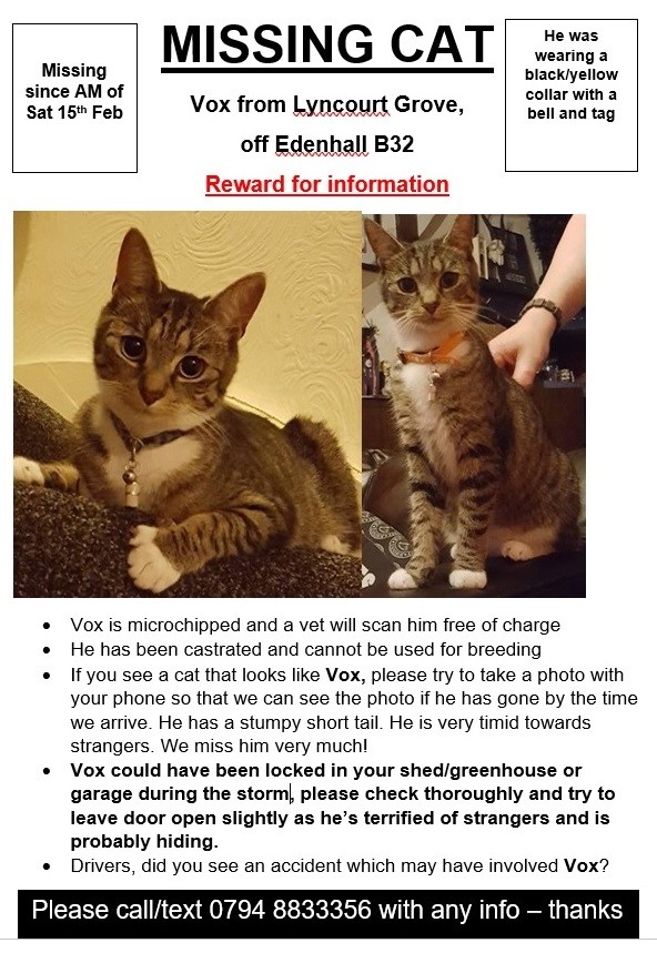 faerytale1's tweet photo. My little Vox is missing since Sat morning...please share especially Birmingham Quinton/B32 thanks miss him so much 😿 @BirminghamCats @CPBirminghamAC @catswestmids https://t.co/lSKyR6Wfjb