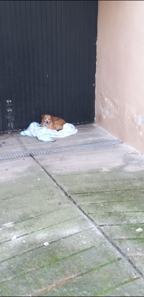 siviaromera1's tweet photo. GRANADA 
Su dueño se ha muerto y ahí se ha quedado esperándole en la puerta de su casa. Los vecinos le ponen comida agua y esa manta pero necesita una casa. Está muy triste. Està en Otura Granada. Contacto Andrea Puerto 664 795 203 https://t.co/pI6ABBkOGA