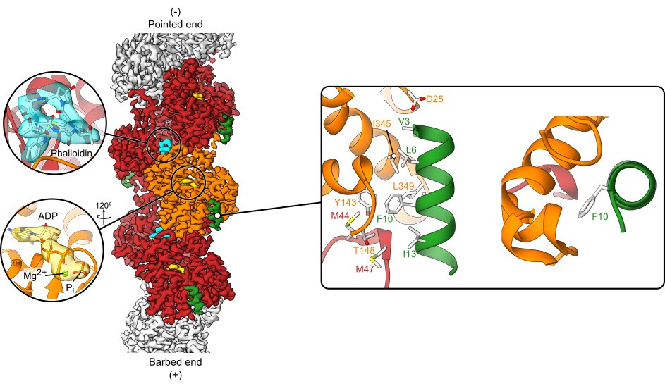 FelipeIMerino's tweet photo. At last, here's @intein's lab take on the structure of Lifeact bound to actin. Kudos to twitterless Alex Belyy and @oleg_sitsel (Made with @SPHIRE_Package)
#cytoskeleton #cryoem
https://t.co/zBd9G9vNgC https://t.co/6DZgl4Ttgx