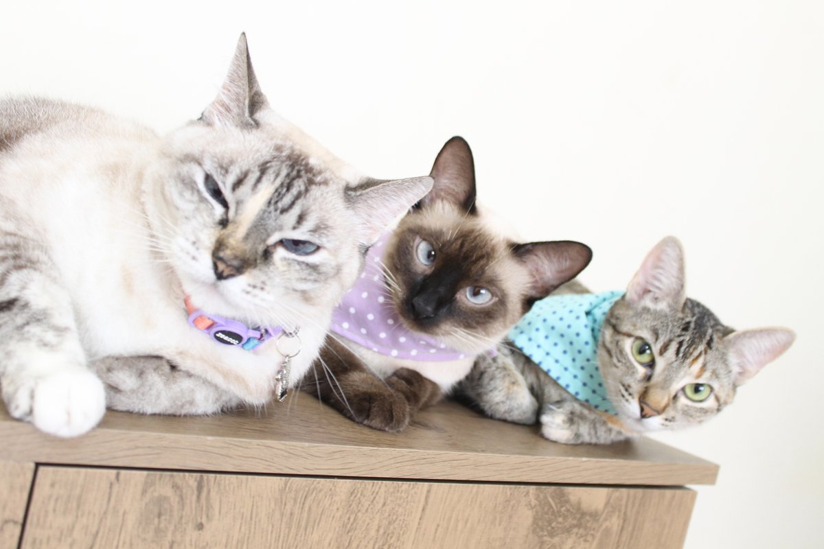 BellaMiaAtelie's tweet photo. Feliz Dia Mundial do Gato para as minhas três mosqueteiras felinas! 🐱🐈 Companheiras fieis e inspirações para os meus dias! ❤ Viva!!! 🎉 #diamundialdogato #bellamia #jane #mary #gatinhas #pets #ronrom #adote #amor #animas #gatos #inspirações https://t.co/9ez8PmR35Q
