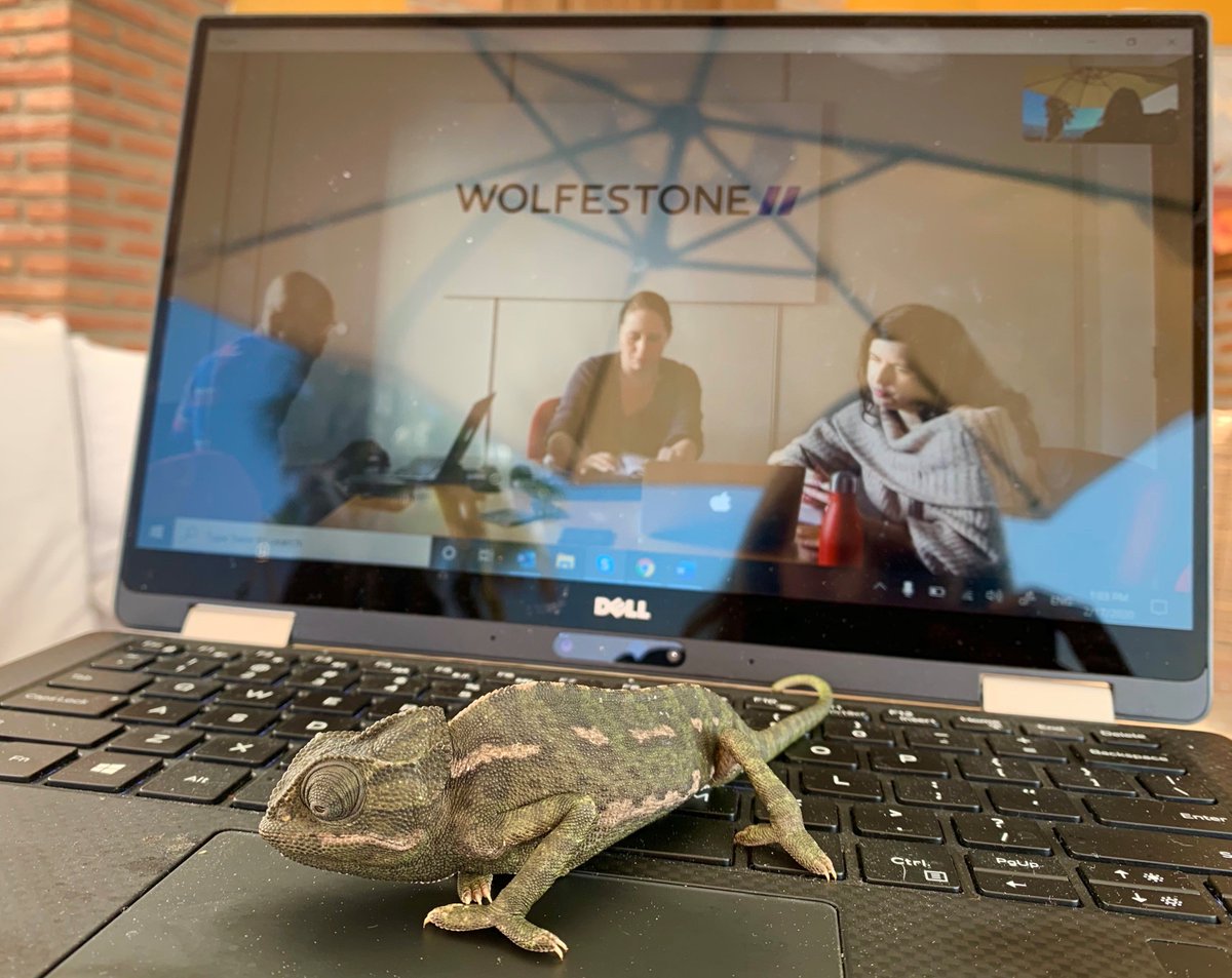 Wolfestone's tweet photo. It's always a pleasure to welcome new faces to our Monday morning strategy meetings! 🦎🍃

Here's to fostering a dynamic, mobile work culture that allows us to immerse ourselves in a multitude of different environments – Reptilian or otherwise! ☀️ #Wolfestone #MondayMotivation https://t.co/BxiQDBj9ai
