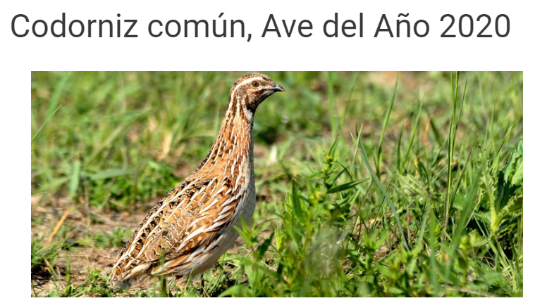 Recibimos una recuperación del #AveDelAño2020 <a href="/SEO_BirdLife/">SEO/BirdLife</a> . 
➡️ Cazada ayer en Taroudant (Marruecos). 
➡️Macho nacido en 2019 y marcado en Navarra.
Este #ave estaba de camino hacia su lugar de cría. #Migración