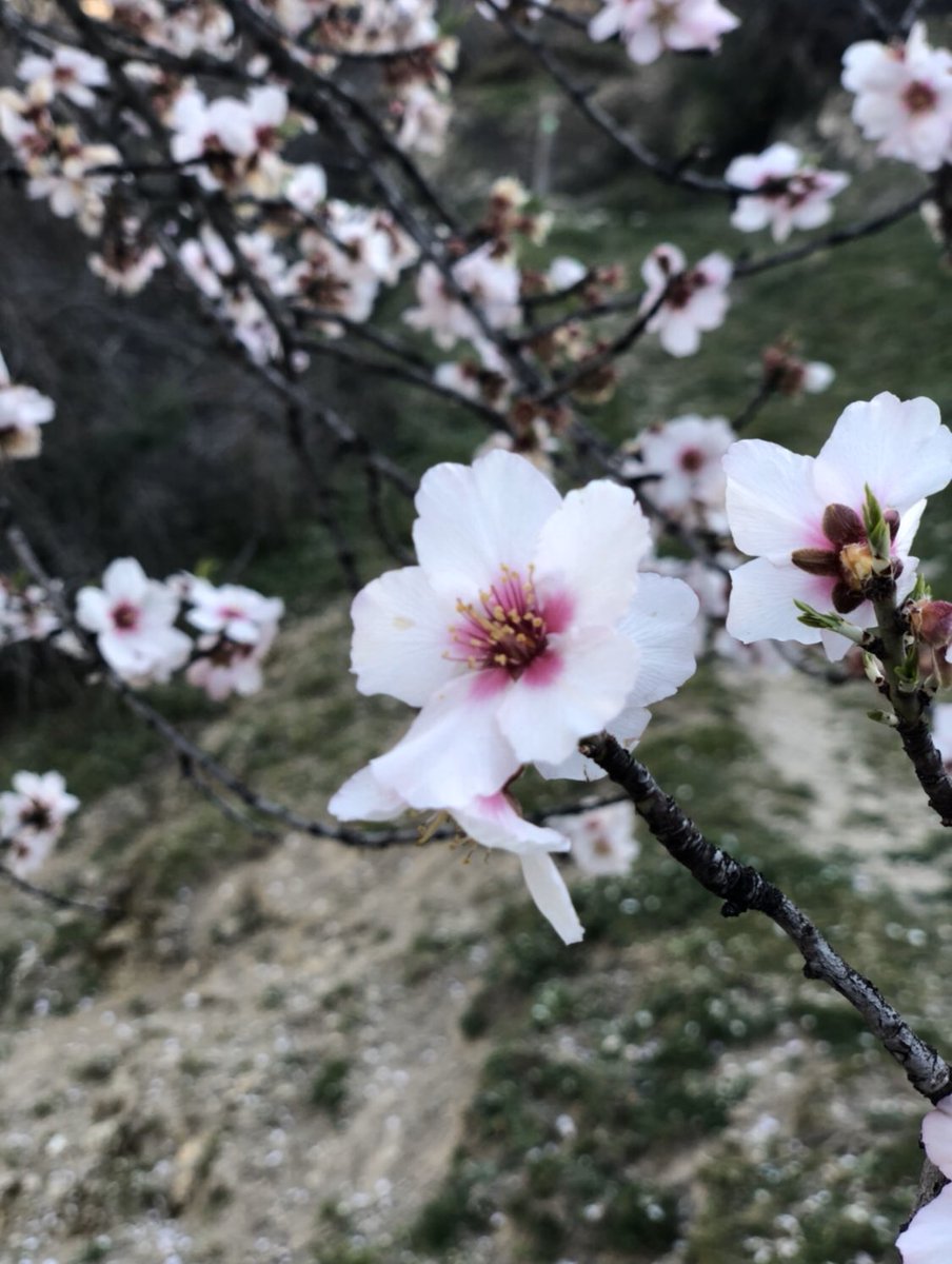 CRlaDonal's tweet photo. Almendros florecidos en la aldea de #LaGraya en el #ValleDelRíoSegura en #Yeste
#CasasRurales #TurismoRural
@TurismoYeste https://t.co/Se3bXAgH2I