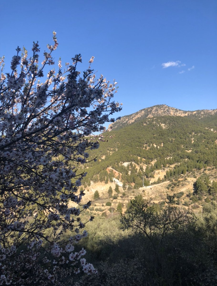 CRlaDonal's tweet photo. Almendros florecidos en la aldea de #LaGraya en el #ValleDelRíoSegura en #Yeste
#CasasRurales #TurismoRural
@TurismoYeste https://t.co/Se3bXAgH2I