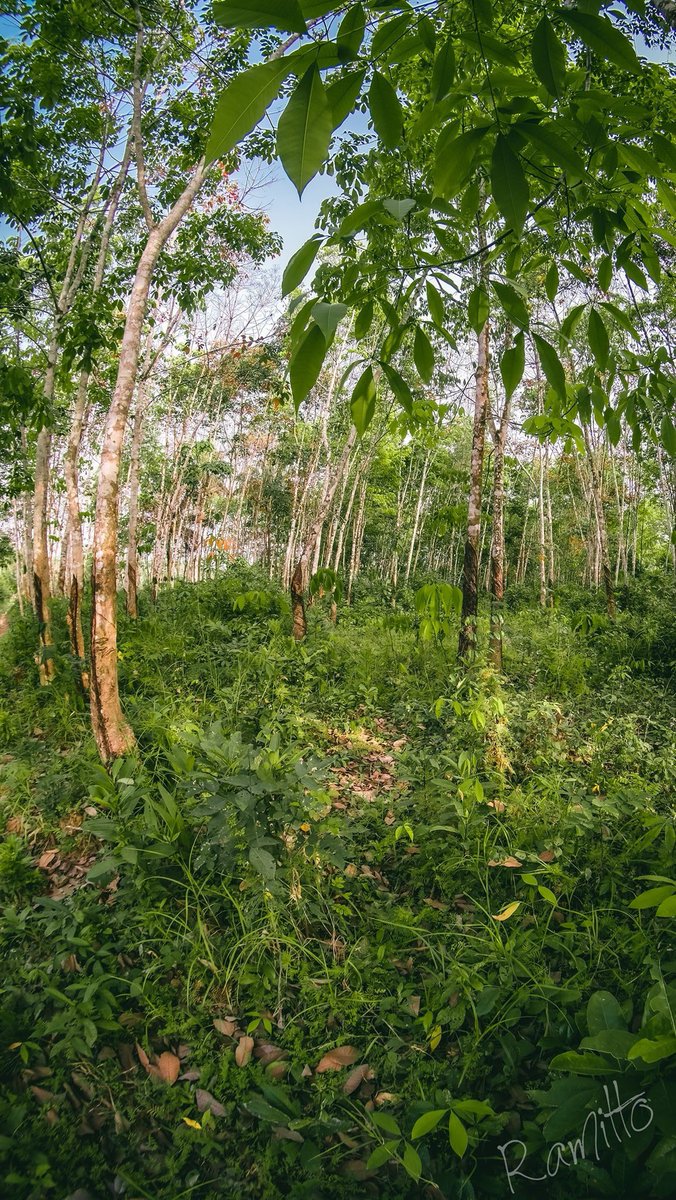 AfricaPositives's tweet photo. Hiking and Exploring the Beautiful Margibi County’s Forest 🌳 ❤️🤗🇱🇷

📸 Rami Ramitto
#LibPositives #LiberiaPositives #Liberia #Monrovia #LibPositivesdiscussion #Africa https://t.co/uWQDKqOmuH