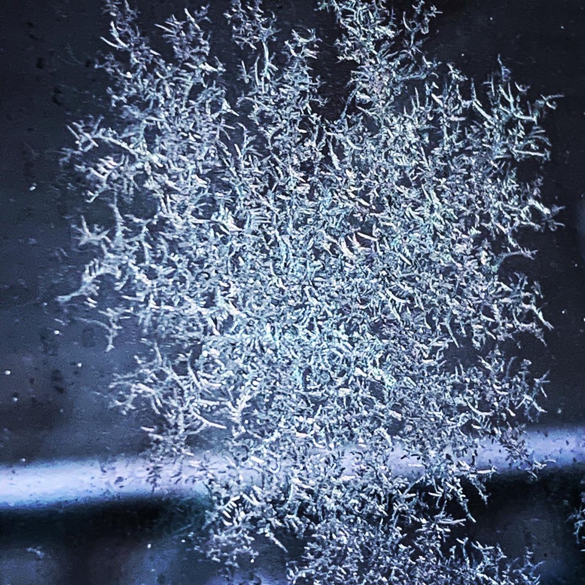 teaching207's tweet photo. A bit frosty this morning, but it is a beautiful world. ❄️ #mathinnature #mathiseverywhere #fractal https://t.co/tJFjsK4NsZ