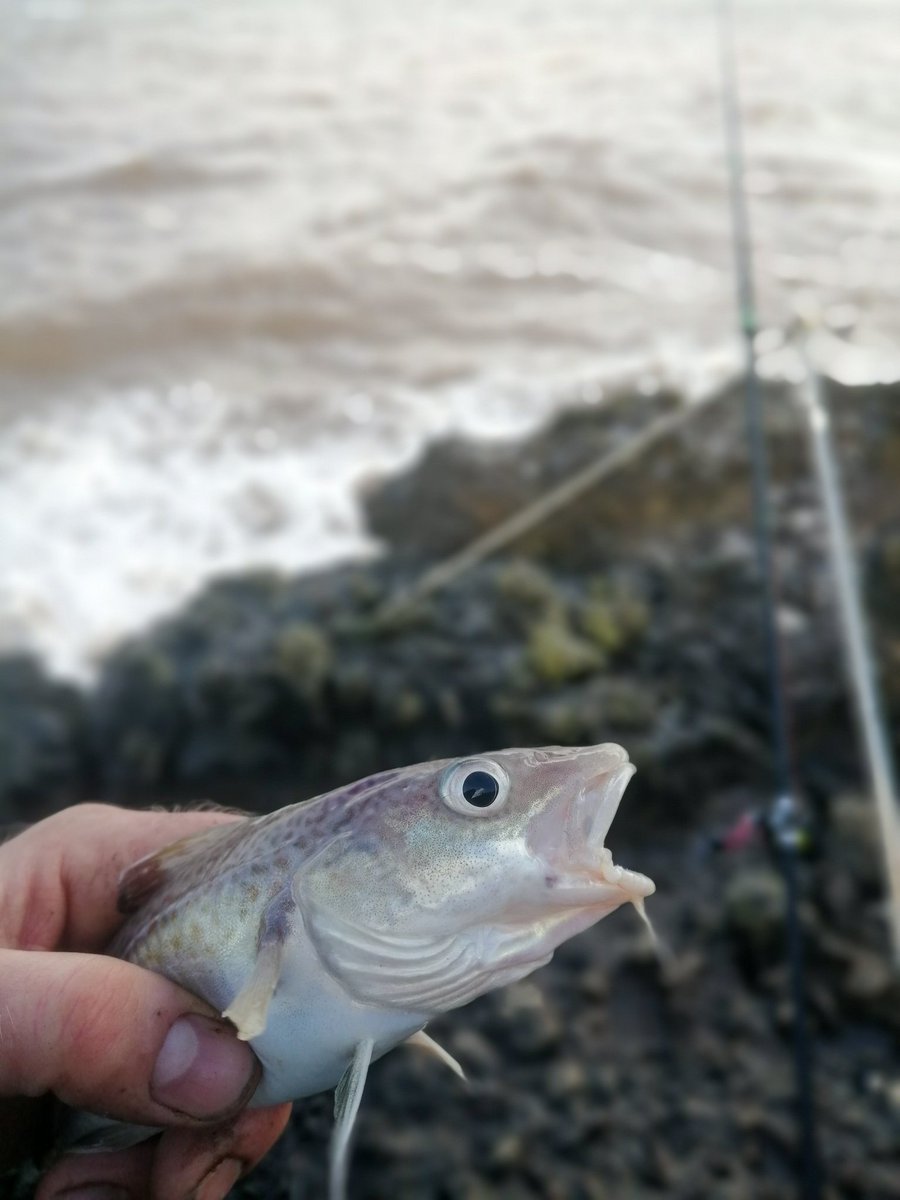 JT_Madsen's tweet photo. Three cod and a ray in tough conditions today in Clevedon. #ChannelAnglers #BristolChannelFishing @CoxRawle https://t.co/LS3biJLAib