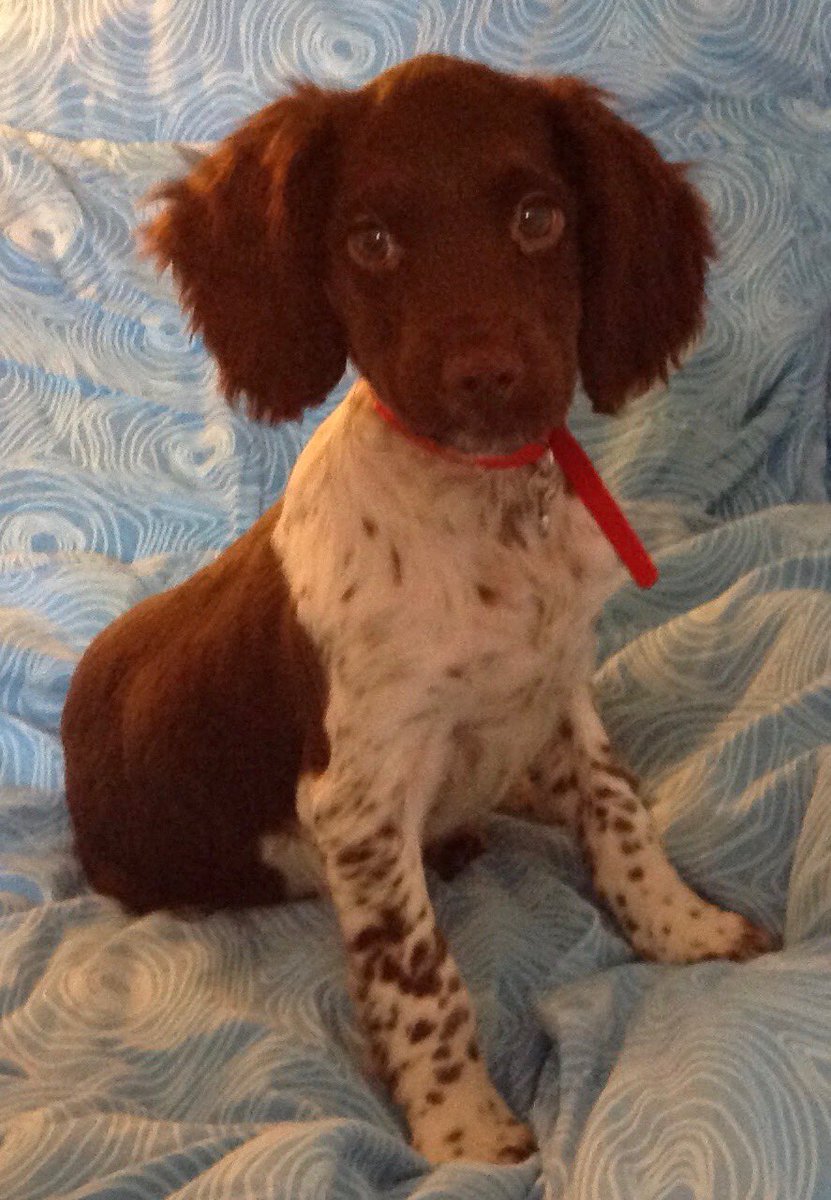 Welcoming our newest addition to the Aldro family, Frank! Another playmate to join the Aldro resident dog club with ambitions to join running club too! 🐕