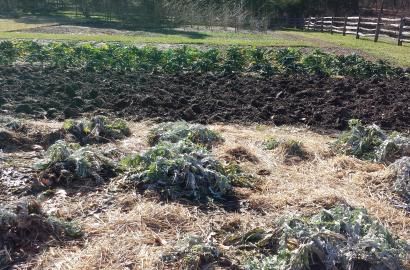 BloomingSecrets's tweet photo. Celebrate President’s Day
Learn how our forefather’s gardened.
#presidentsday #forfathers #president #gardening
https://t.co/hP6tHVldlL https://t.co/4ldk9Fv3in
