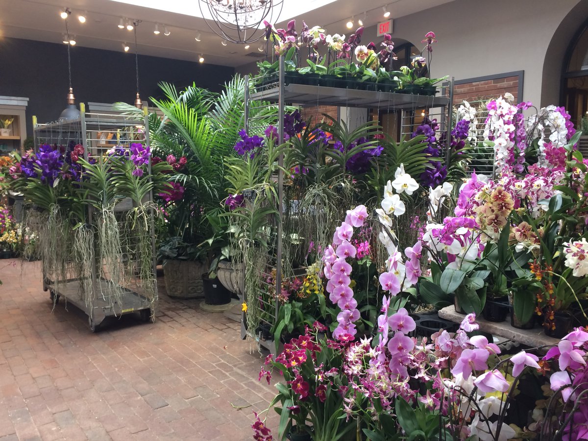 Longwood Gardens On Twitter Our Orchid Sale Starts Thursday 2