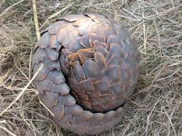 BWLpublishing's tweet photo. Don't blame the pangolin on #Blogger  by J.C. Kavanagh, author of The Twisted Climb - Darkness Descends 
Short-listed for Best Young Adult Book 2018,
The Word Guild
Book 2 of the award-winning Twisted Climb series
#YA 
https://t.co/S0vCoaBElM https://t.co/zRhJgzUOtz