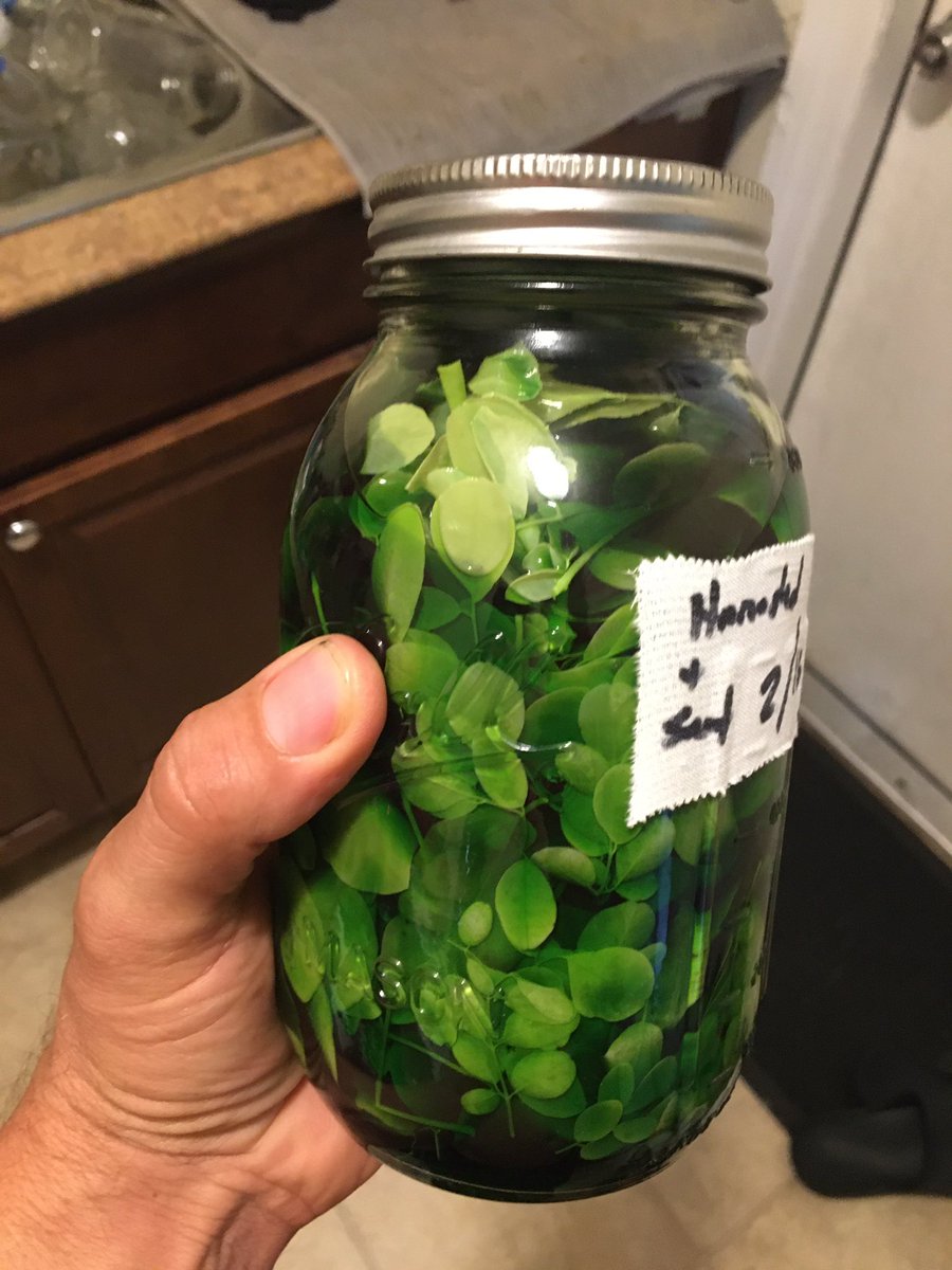 FloridaGrowers's tweet photo. Got four quarts of Moringa Leaf Extract started, in 3-6 months I’ll have four gallons to bottle... look for an ad and coupon soon!! #FLMG #Fl_moringa_growers https://t.co/6B2jkarWIh