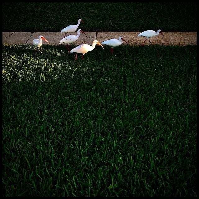 davidtruog's tweet photo. Six ibises breakfast-hunting at dawn on a suburban lawn https://t.co/T2V5cE43cV