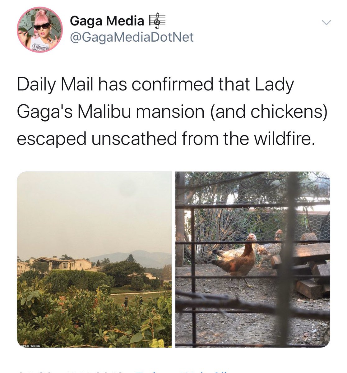 10. lady gaga leaving her chickens behind when evacuating from wildfire
