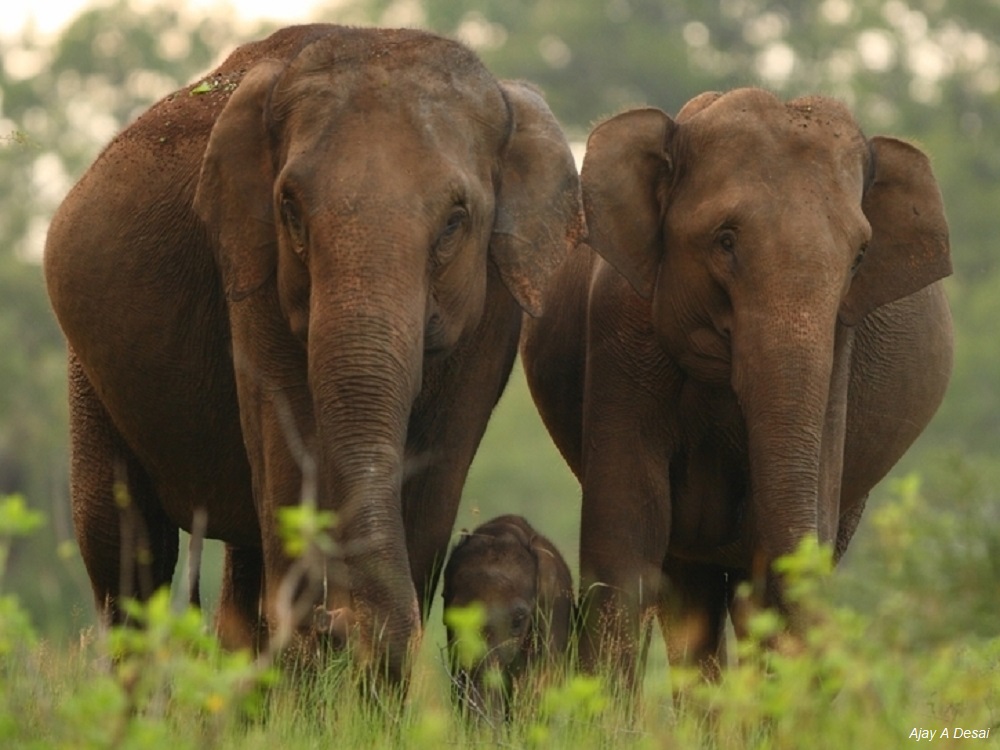 unep_espanol's tweet photo. El mundo se reúne desde hoy en India para abordar las principales amenazas contra los animales migratorios. 

Se discutirá aumentar la protección de 10 especies, incluidos el jaguar, el elefante asiático, el sisón común y el tiburón oceánico. https://t.co/PN0TGFFkCG #CMSCOP13 https://t.co/kl2MApF34D
