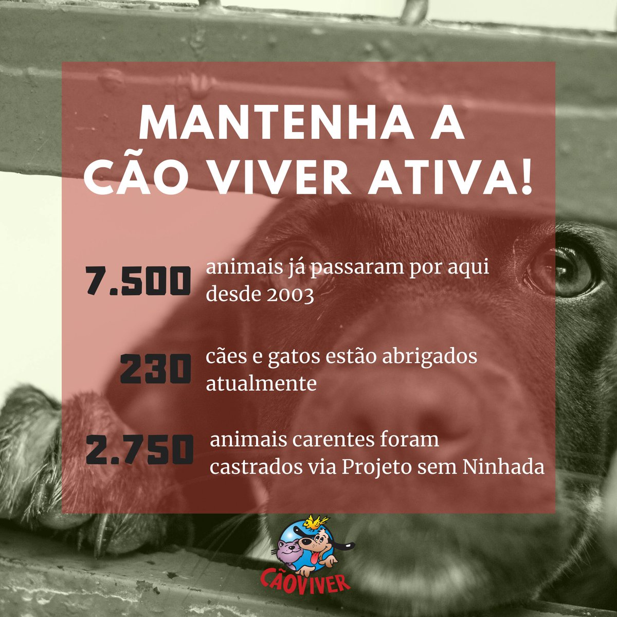 caoviverbh's tweet photo. Todo o trabalho em prol dos animais carentes só é possível quando envolve a sua ajuda!
Mantenha a Cão Viver ativa!
.
Cão Viver
Associação particular administrada por voluntários. https://t.co/vUKHi9KpbL