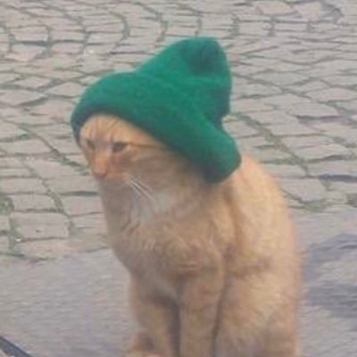 😁😁#DünyaKedilerGünü