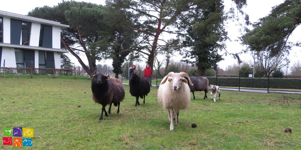 Conservatoire des races d'Aquitaine (@racesaquitaine) on Twitter photo 📸: Notre image du jour, quelques membres de notre troupeau de moutons landais présents à
<a href="/BdxSciencesAgro/">BordeauxSciencesAgro</a>
En premier plan : notre unique bélier.🐑
⚠ Si vous avez la chance de passer les admirer prés de notre enclos, il faut garder en tête qu'il ne faut pas les nourrir.
#CRA 📸: Notre image du jour, quelques membres de notre troupeau de moutons landais présents à
<a href="/BdxSciencesAgro/">BordeauxSciencesAgro</a>
En premier plan : notre unique bélier.🐑
⚠ Si vous avez la chance de passer les admirer prés de notre enclos, il faut garder en tête qu'il ne faut pas les nourrir.
#CRA