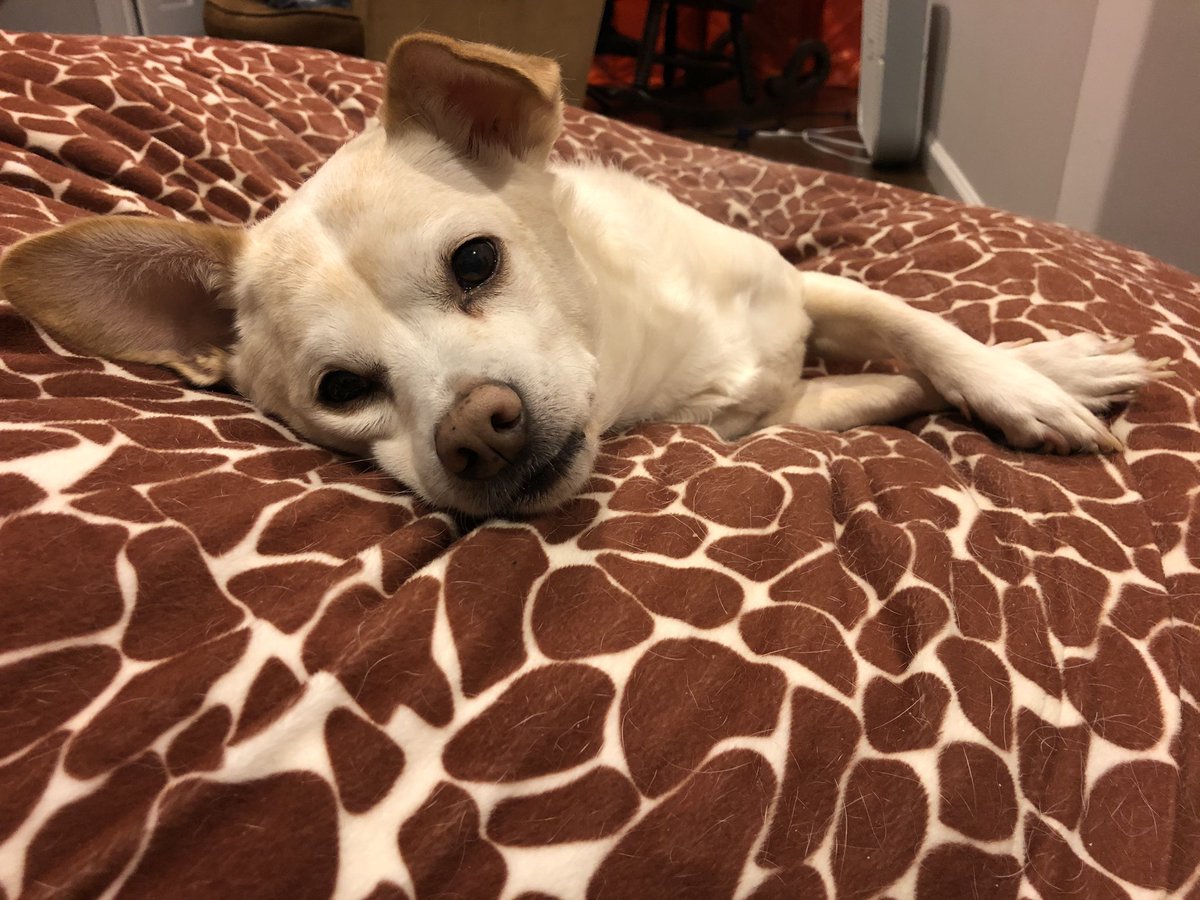 platesandshakes's tweet photo. Thank you to everyone always asking about Axl!! Heโs healthy, happy and relaxing, waiting for spring to come around so he can hang out more often at the front door, waiting for you!!
๐ถ
#bossdogg #gottaGETyourZs #brockport #JimmyZs https://t.co/BgQUsEqtWf
