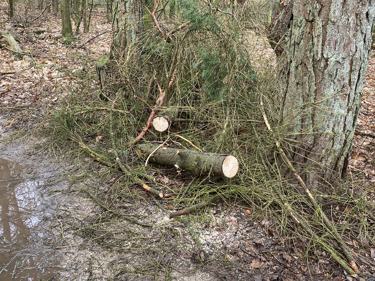 Vandaag een boom bij de achterburen gesneuveld #hoenderloo en de <a href="/Brw_Hoenderloo/">Brandweer Hoenderloo</a> en <a href="/staatsbosbeheer/">Staatsbosbeheer</a> ontzien en zelf even de buren geholpen en de kettingzaag ter hand genomen en de weg weer vrijgemaakt. Logisch toch ;-)