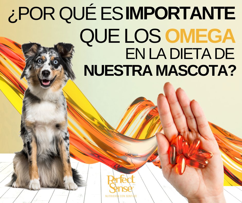 👀🧡¿Por qué es importante que los omega en la dieta de nuestra mascota? Leer más en: cutt.ly/HrBmffW 

#FelizLunes #FelizInicioDeSemana #pets #Mascotas #Mexico