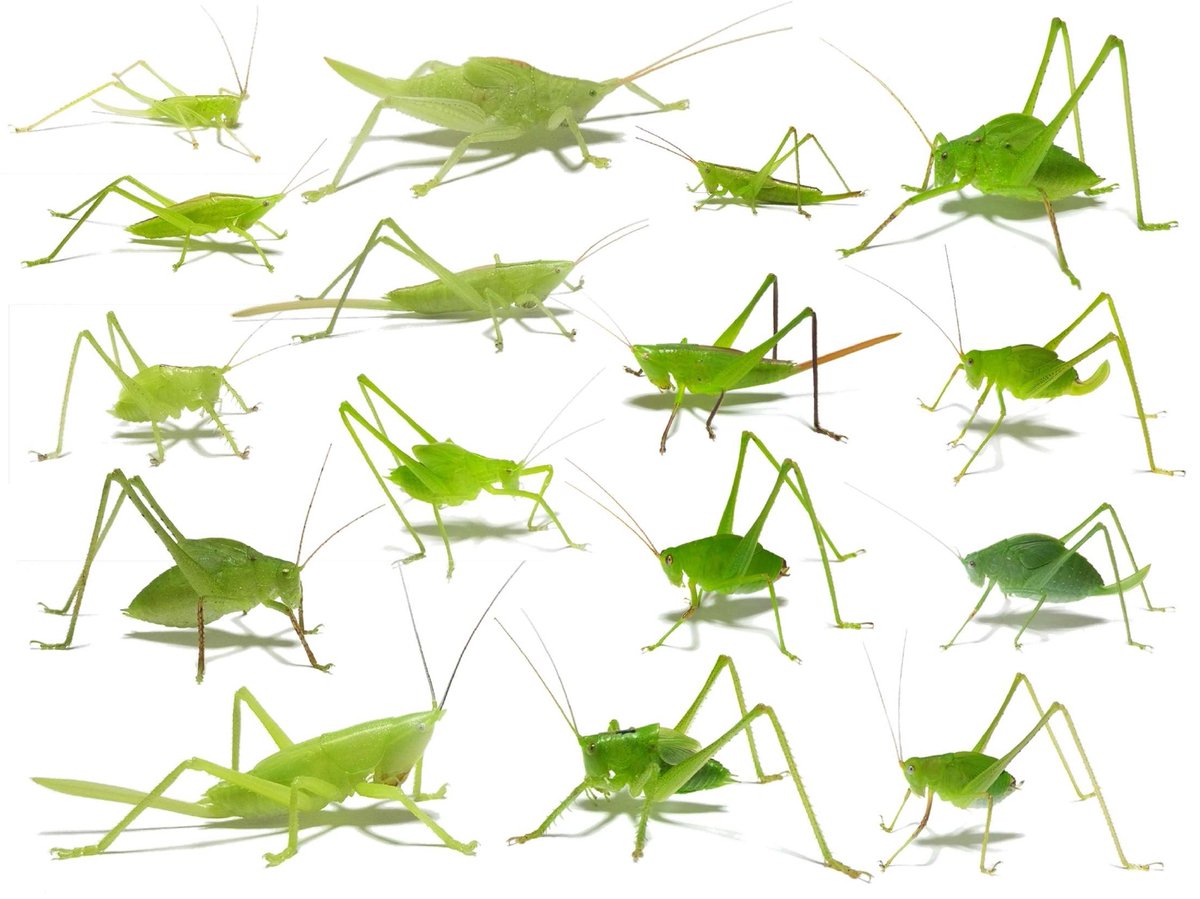 ヒデ バッタラボ V Twitter バッタとキリギリスの終齢幼虫 ちなみに全て違う種類です これを見た人は緑色の画像を貼れ