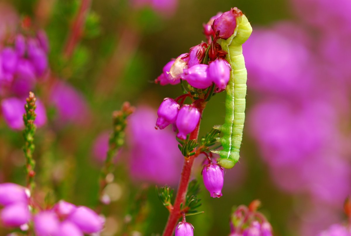 Get ready for @NorthPennAONB #invertebrate season by checking out our list of 20 Special Invertebrate Sites. Each webpage includes habitat &amp; species summaries, plus full invertebrate species lists for all sites: bit.ly/31ZF5mq
<a href="/WeardaleWild/">Weardale Wildlife </a> <a href="/AllenvalleyWild/">Allenvalley Wildlife</a> <a href="/VisitBowlees/">BowleesVisitorCentre</a>
