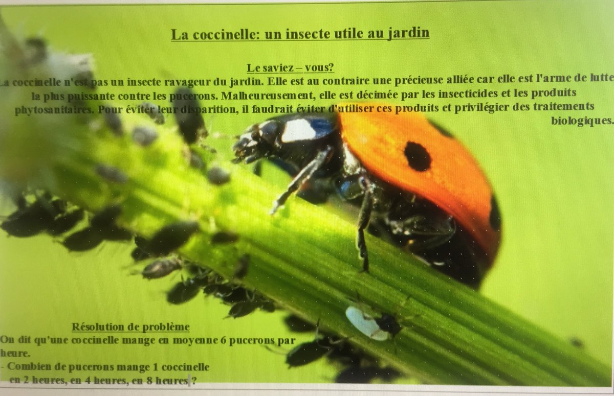 Allard_Ferry's tweet photo. Les ce2 étudient la #biodiversité...et imaginent des problèmes mathématiques à destination des plus jeunes. Présentation soignée exigée!#ProjetBioFerry
@IENPOUEST https://t.co/JLWgiKu1IL