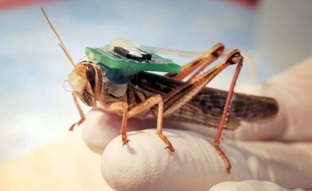 coincrispy's tweet image. ¿El olfato de los saltamontes es mejor que el de los perros para detectar bombas? ccrspy.co/RQCPKN