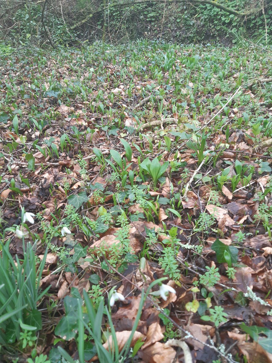 The first signs of the wild garlic season getting into its stride again. #foraging #cheflife