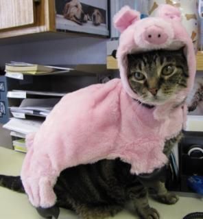Timothy Thatcher As Cats tweet media