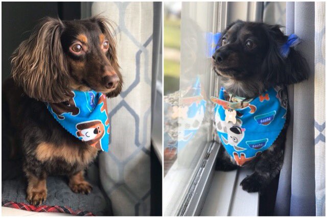 Harley and Belle looking fresh after a trip to The Dog Wash. #dachshund #PuppiesOfTwitter