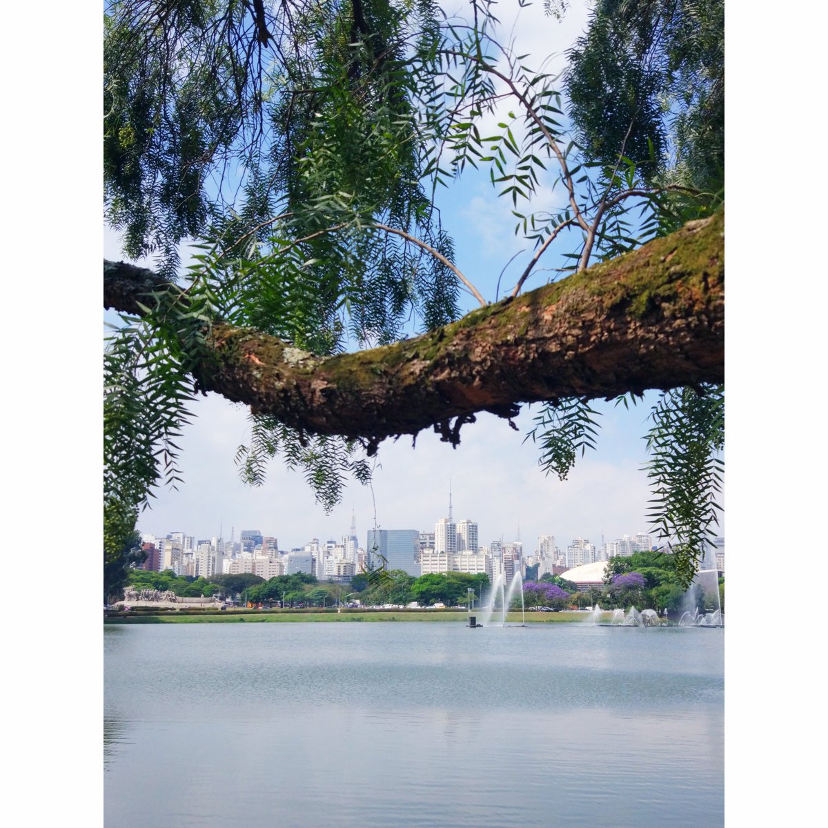 Ibirapuerta Park in #SaoPaulo is a great place for #yoga 🧘‍♂️, #jogging 🏃‍♂️, #walking , #cycling 🚴‍♂️or any other physical activity.

The green oasis offers enormous trees, lakes, museums, pieces of art (like Oscar Niemeyer`s building) and delicious coconut water to stay hydrated.