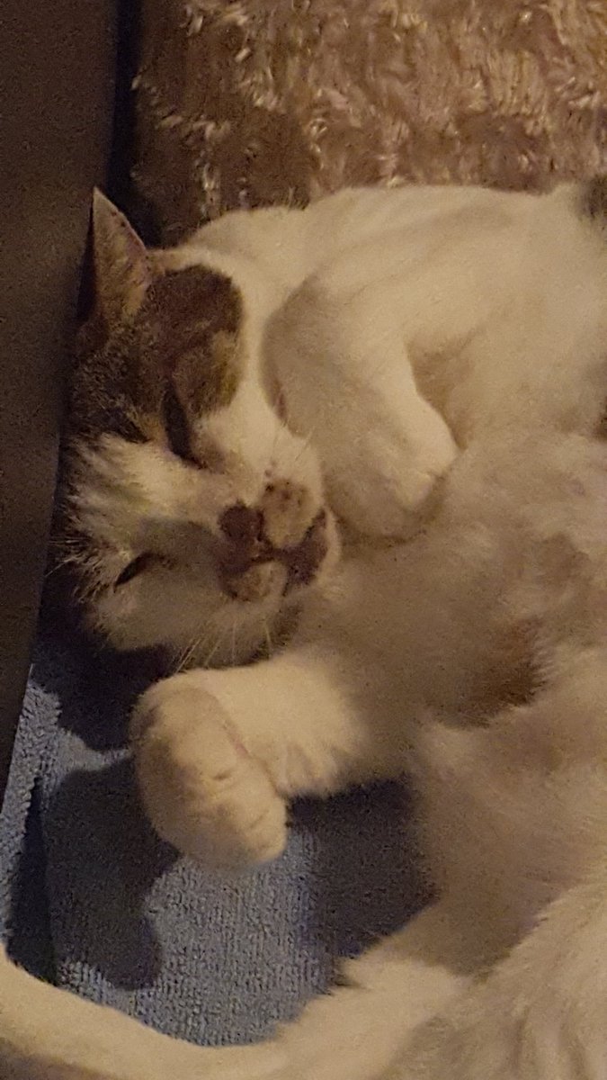PalumboSabine's tweet photo. Catnap poses #naptime #sleepykitty #softkitty #littleballoffur #warmkitty https://t.co/mnFn4aVLxa