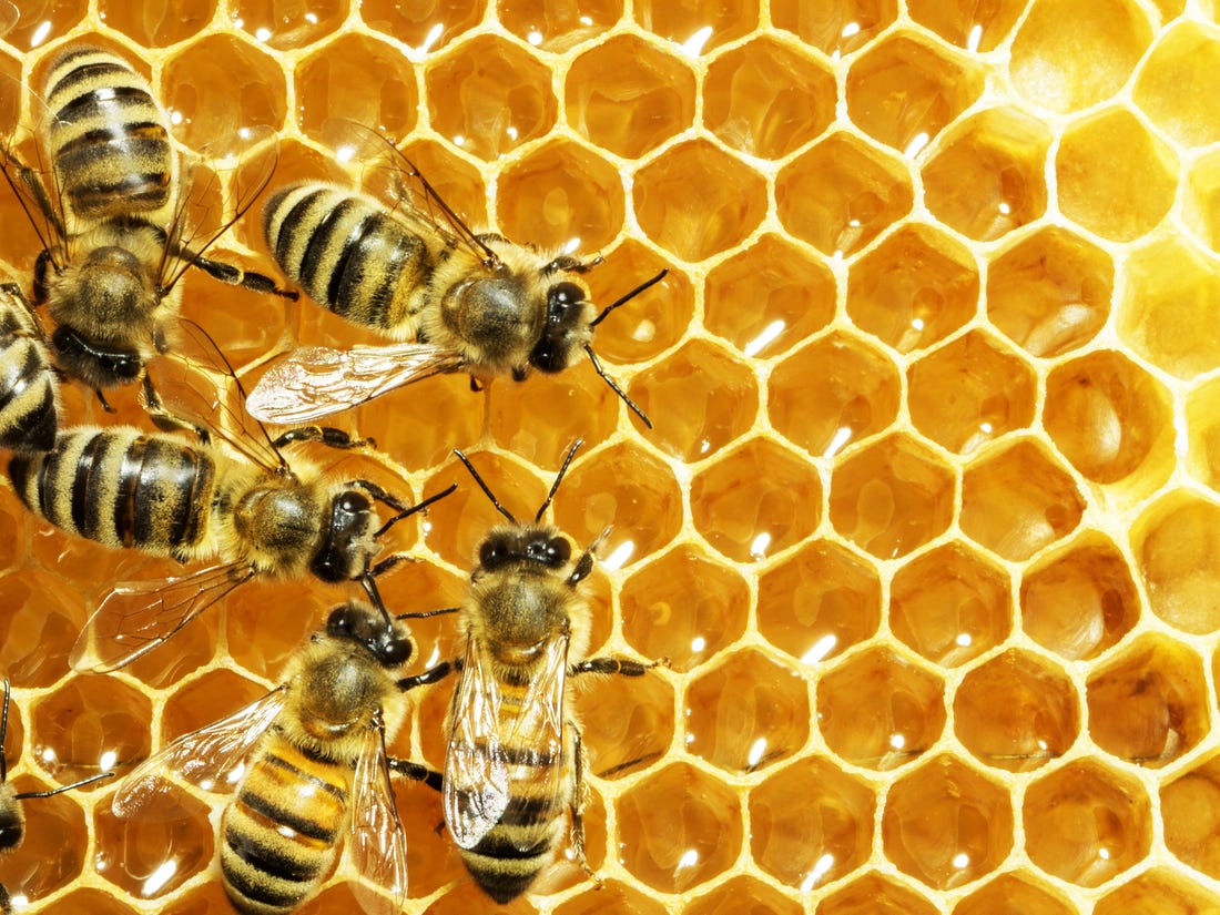 beatcloudsmask's tweet photo. 'Honeybees could be dying from air pollution'

https://t.co/OZr4Tf4B1C https://t.co/sWa9HiyX8L