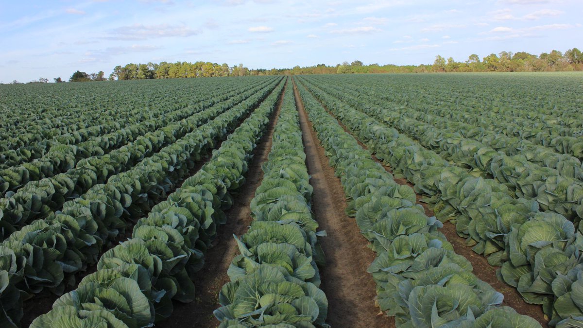 Today we show our appreciation for #georgiagrown #cabbage. Primarily grown in Moultrie, Georgia, cabbage is available year-round but peak seasons are spring & fall. #nationalcabbageday #eatyoveggies  #greenveggies