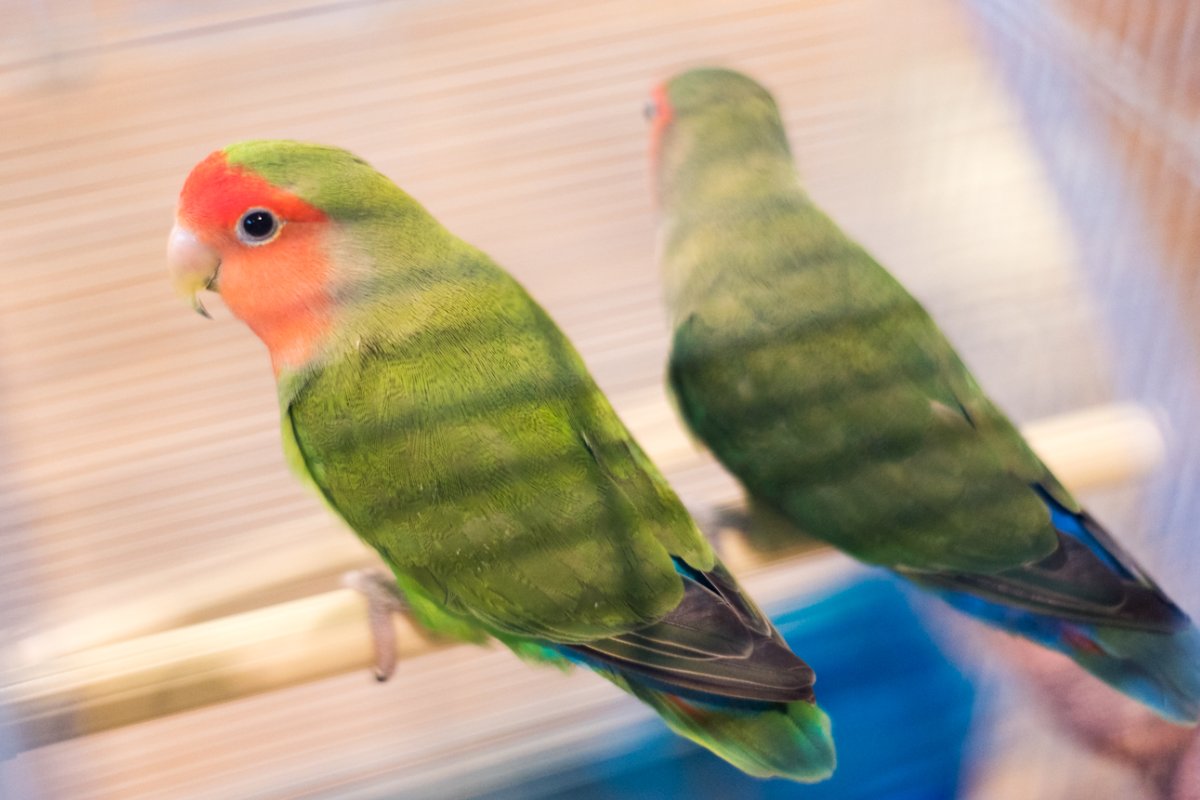 PetsGenStore's tweet image. Hear what everybody's chirping about: yelp.com/biz/pets-gener….